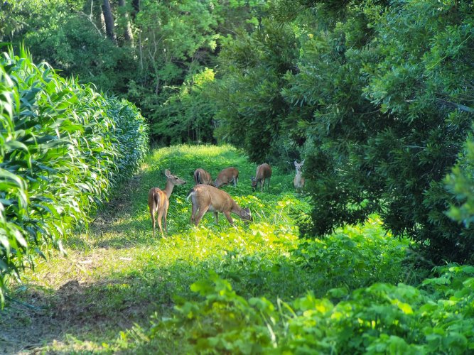 Deer Herd.jpg Deer Herd.jpg