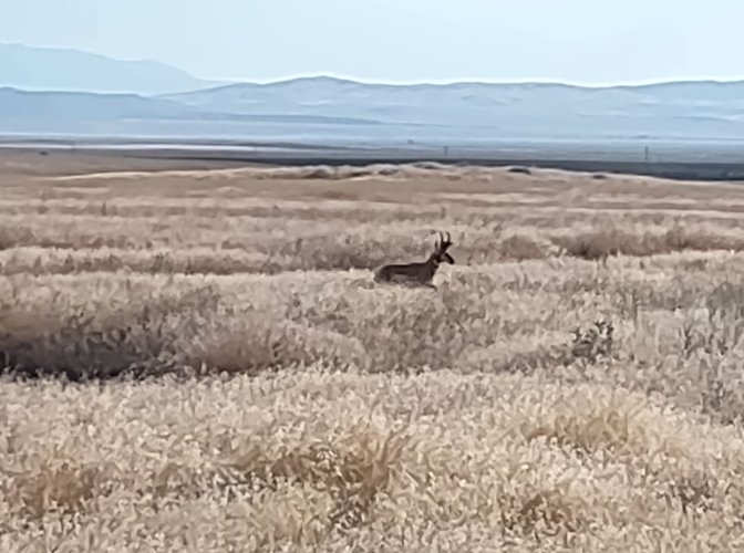 big_buck.JPG big_buck.JPG