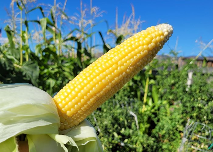 corn on the bob.jpg corn on the bob.jpg