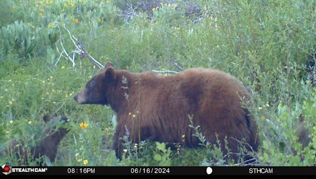sowandcub.jpg sowandcub.jpg