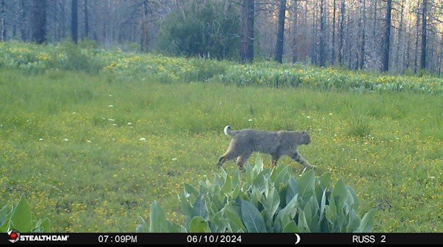 bobcat.jpg bobcat.jpg