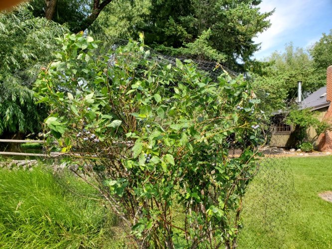 Ripe blueberries.jpg Ripe blueberries.jpg