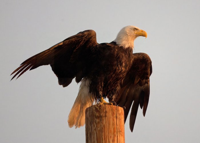 eagle2.jpeg eagle2.jpeg