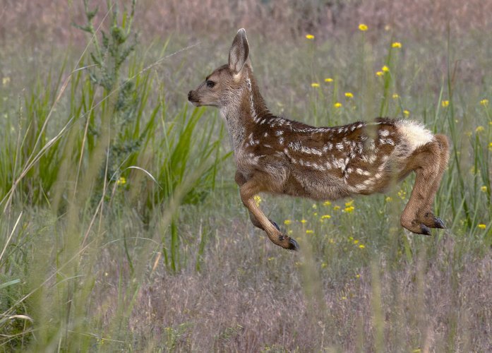 fawn_jumpingedit_1mb.jpg fawn_jumpingedit_1mb.jpg