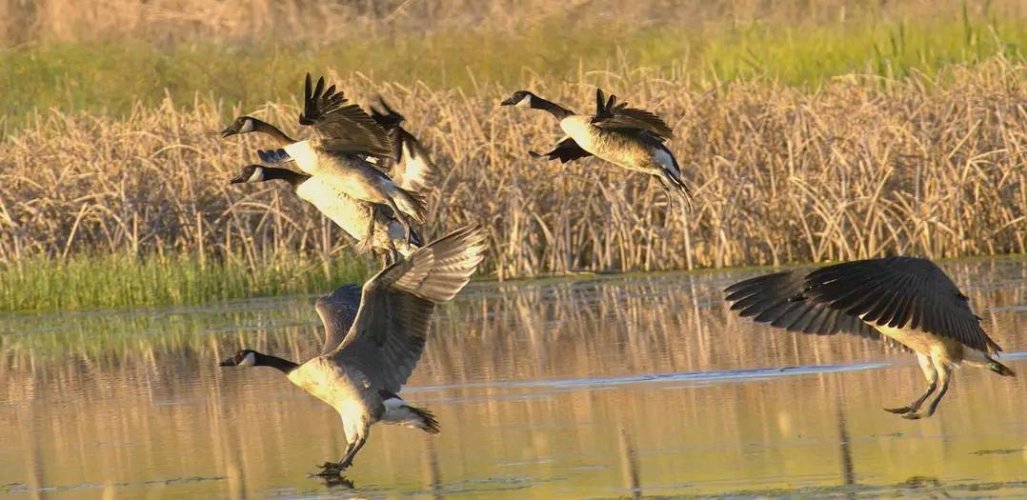 geese_landing.jpg geese_landing.jpg