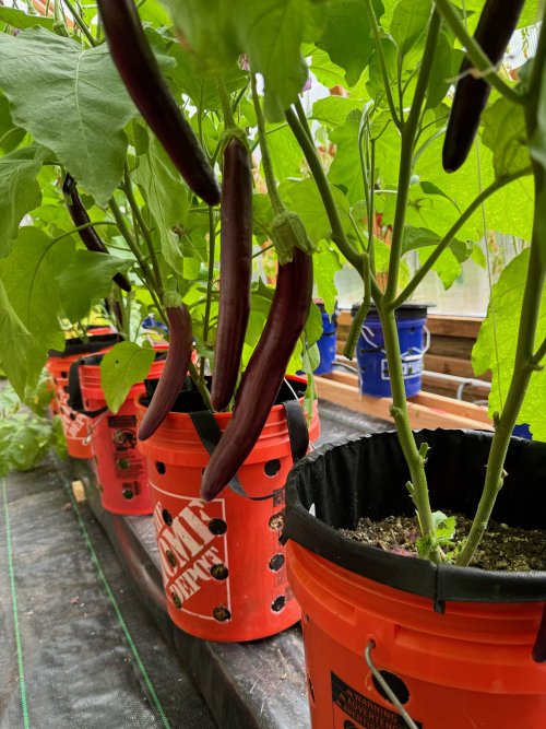 Japanese Eggplant.jpg Japanese Eggplant.jpg