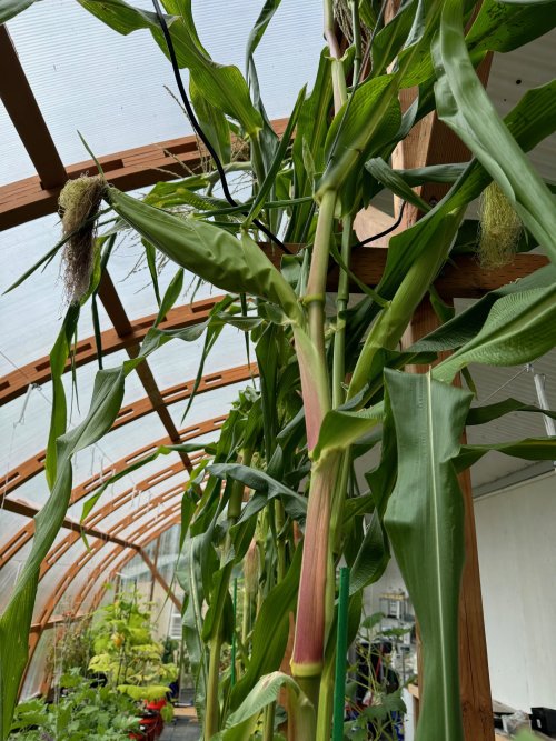 Corn.jpg Corn.jpg
