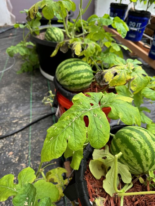 Mellons.jpg Mellons.jpg