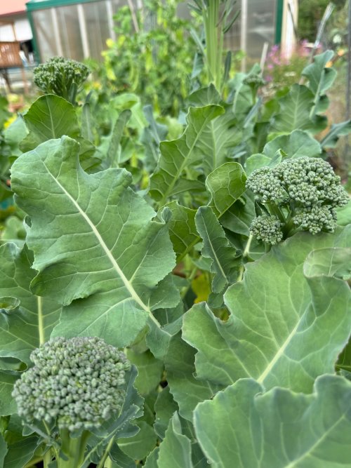 Broccoli.jpg Broccoli.jpg