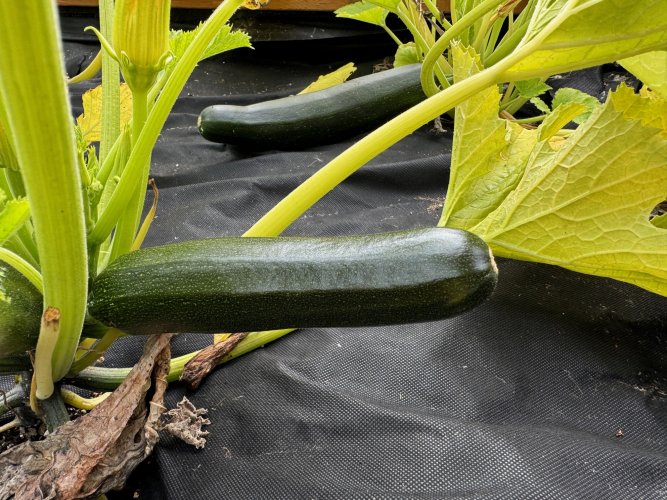 Zuccini.jpg Zuccini.jpg