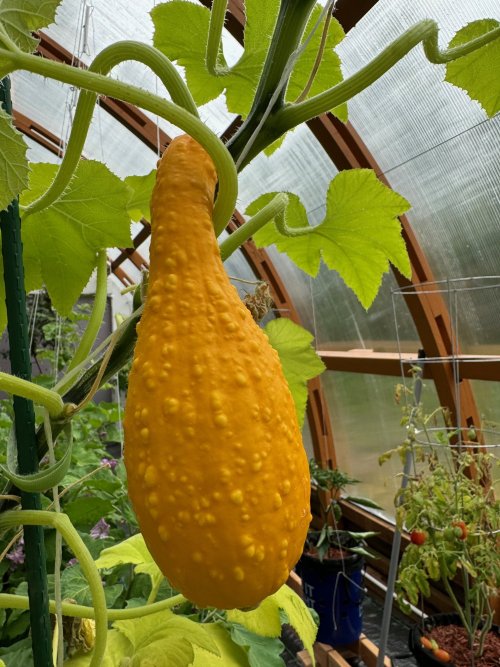 Yellow.jpg Yellow.jpg