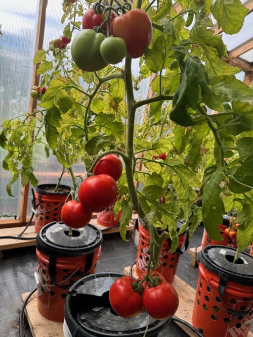 Tomato.jpg Tomato.jpg