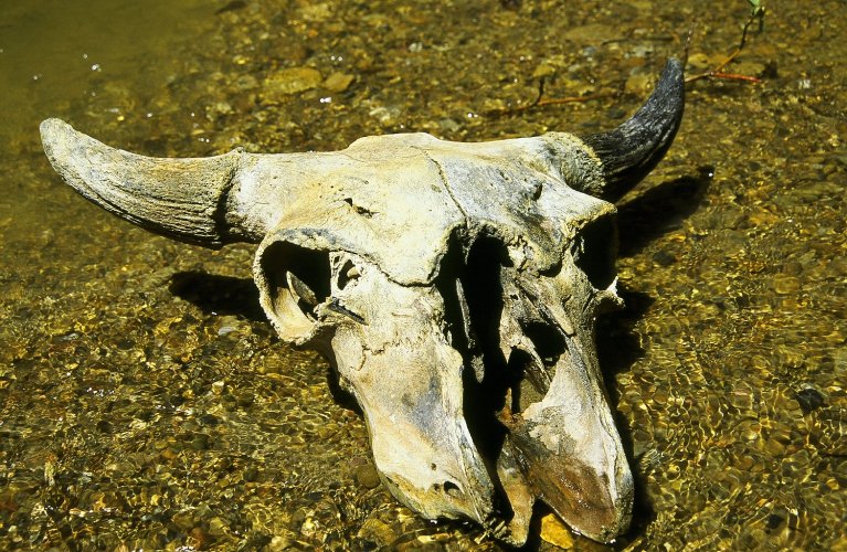bison skull copy.jpg bison skull copy.jpg