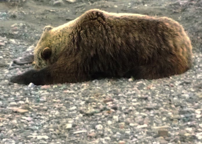 sleepinggriz_crop7_5.jpg sleepinggriz_crop7_5.jpg