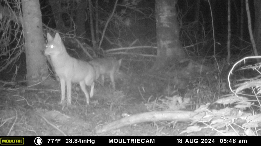 coyotes at bait..jpeg coyotes at bait..jpeg