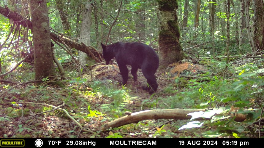 bear one.JPG bear one.JPG