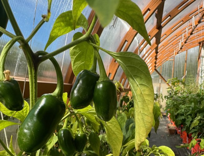 Jalapenos.jpg Jalapenos.jpg