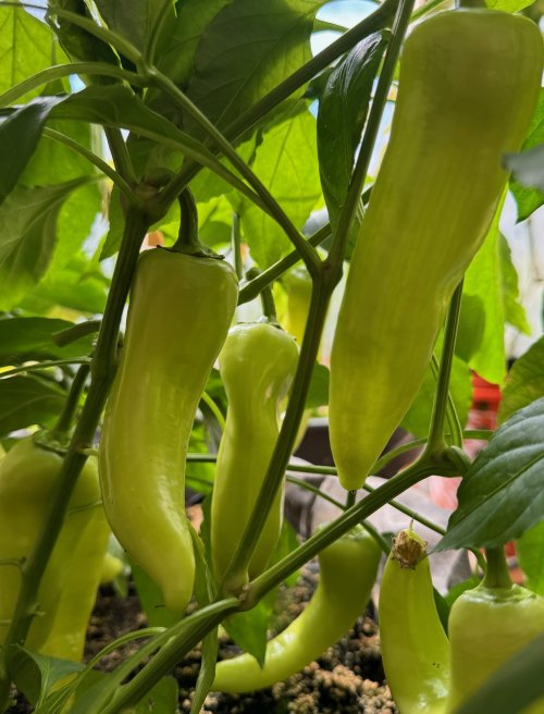 Pepper.jpg Pepper.jpg