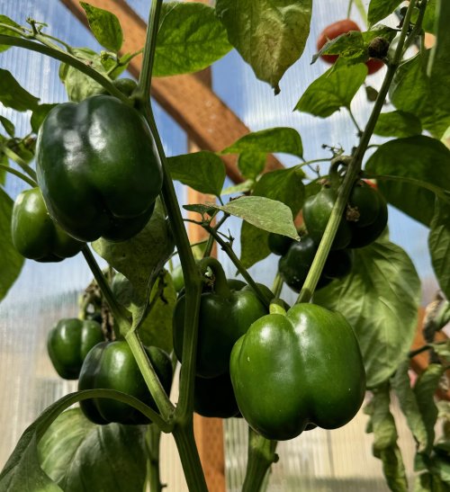 Bell Pepper.jpg Bell Pepper.jpg