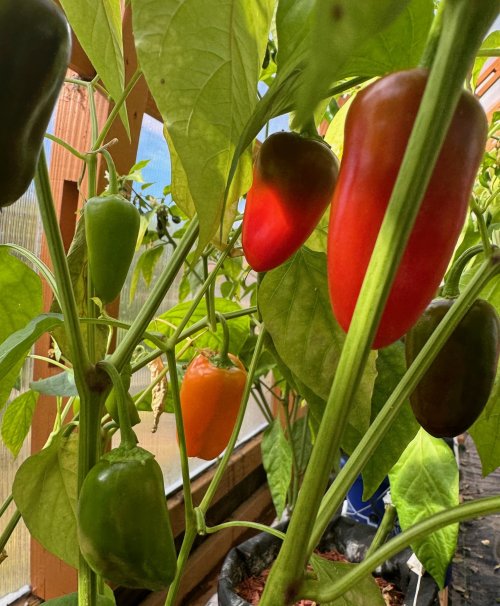 Sweet Pepper.jpg Sweet Pepper.jpg