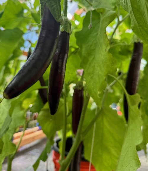 Eggplant.jpg Eggplant.jpg