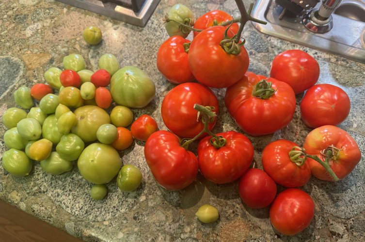 Tomato (2).jpg Tomato (2).jpg