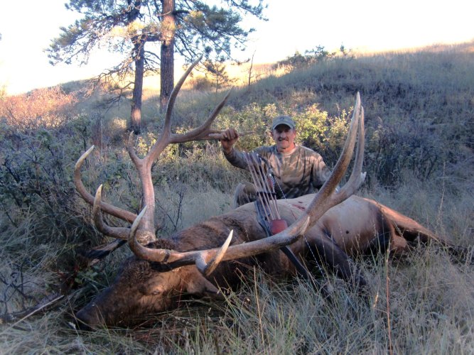 recurve bull 2014.jpeg recurve bull 2014.jpeg