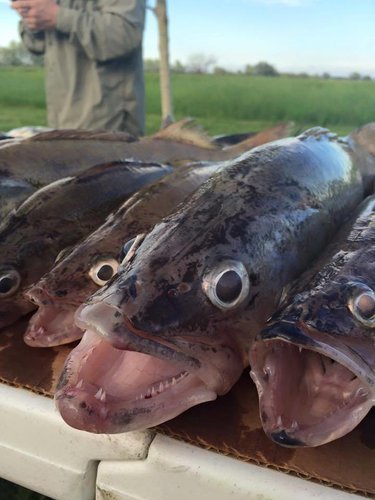 fish 2.jpg