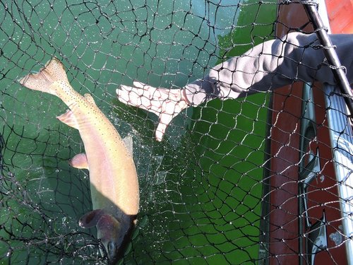 HT cutt in net 2015.jpg HT cutt in net 2015.jpg