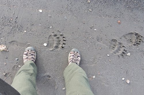 HT grizz tracks 2015.jpg HT grizz tracks 2015.jpg