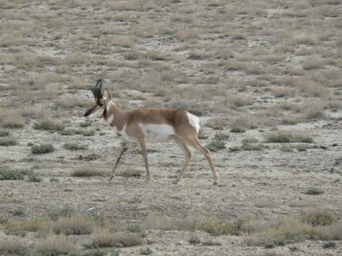 antelope buck1.jpg