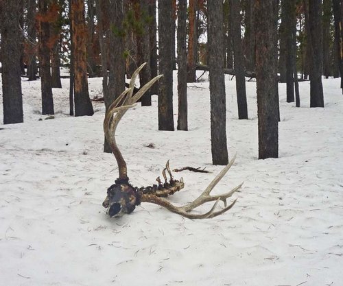 old deer atl.jpg