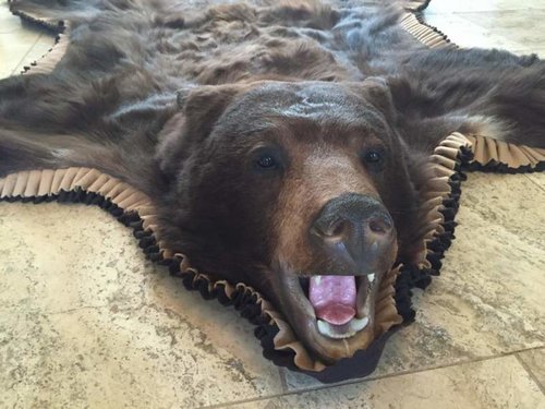 2014 Bear Rug 2.jpg 2014 Bear Rug 2.jpg