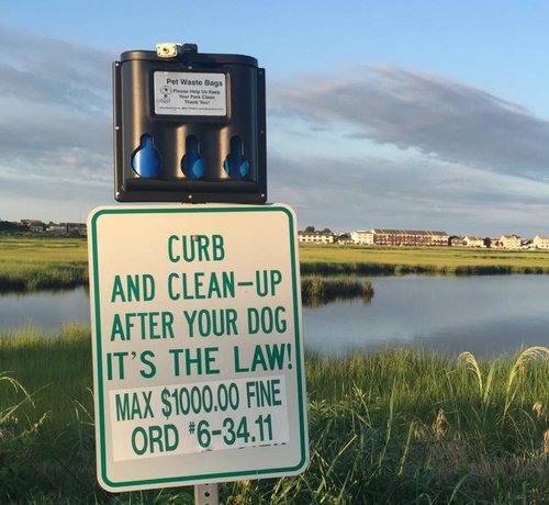Dog.jpg