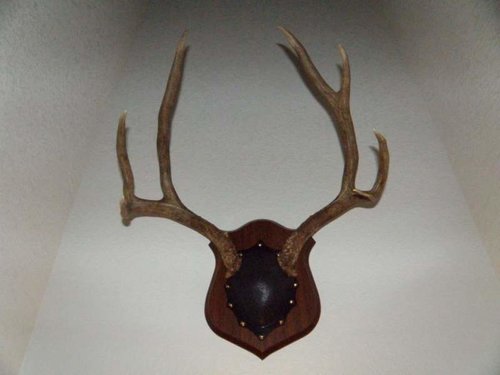 2011 Deer Mounted.jpg