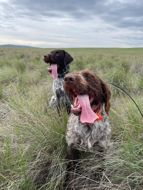 fieldmuppets.jpg fieldmuppets.jpg