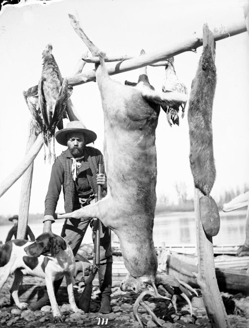 Huffman photo whitetail buck.jpg