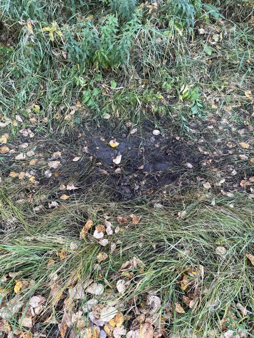 IMG_2717.jpeg IMG_2717.jpeg