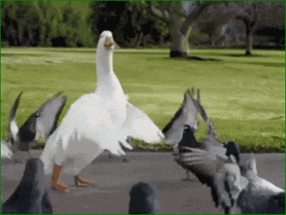 1728824203576.gif 1728824203576.gif