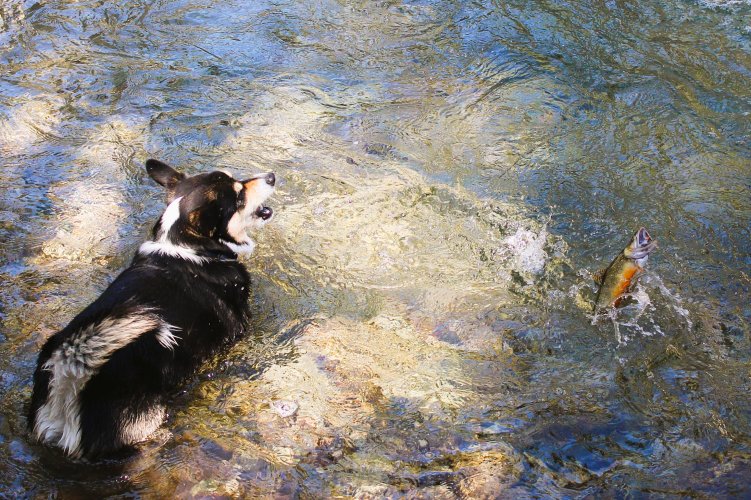 The Bark and the Bite.JPG The Bark and the Bite.JPG