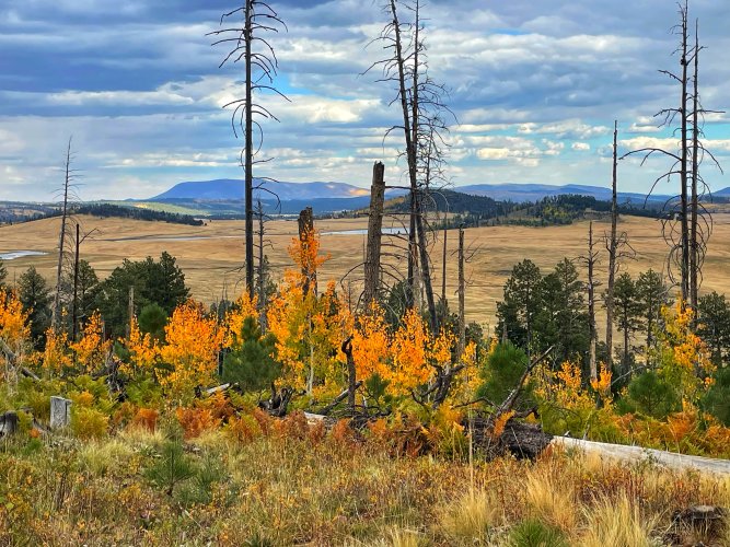 IMG_6076.jpeg IMG_6076.jpeg