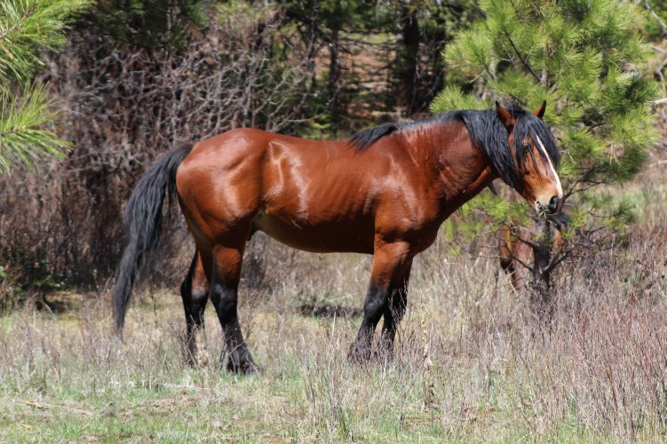 WILD HORSE2.JPG WILD HORSE2.JPG