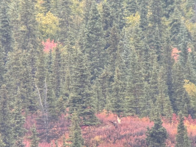bull moose.JPG bull moose.JPG