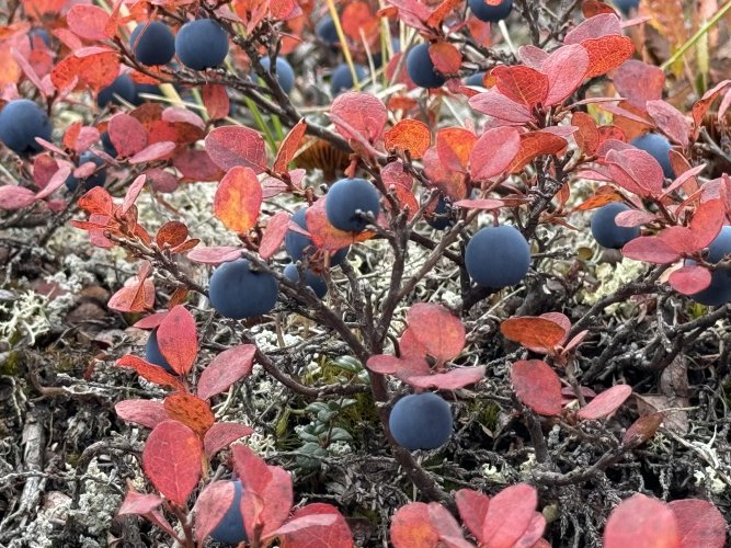 Blue berry.JPG Blue berry.JPG