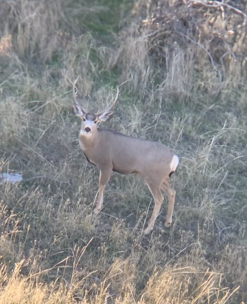 IMG_1460.jpeg IMG_1460.jpeg