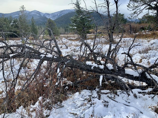 IMG_8452.jpeg IMG_8452.jpeg