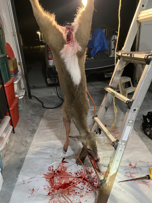 IMG_8516.jpeg IMG_8516.jpeg