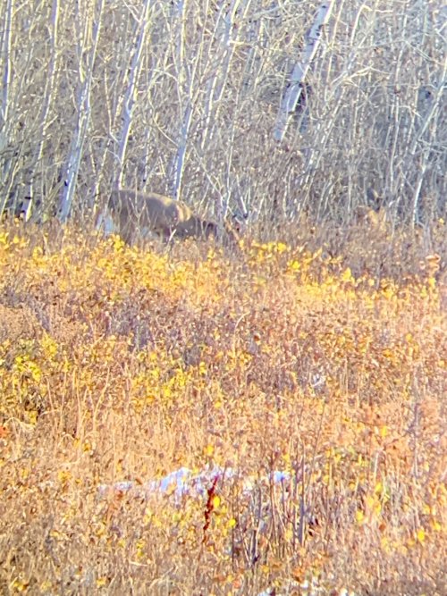 IMG_8461.jpeg IMG_8461.jpeg