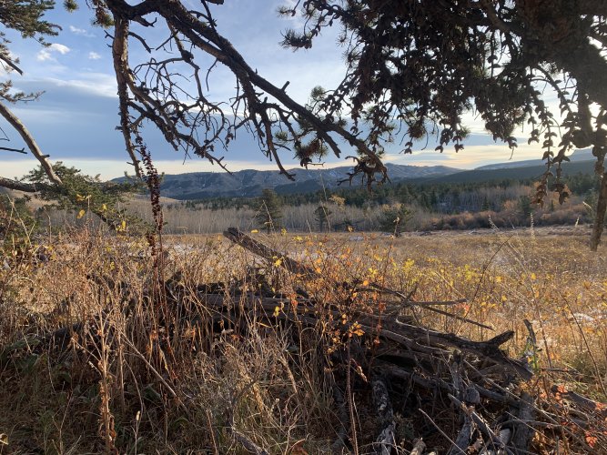 IMG_8464.jpeg IMG_8464.jpeg