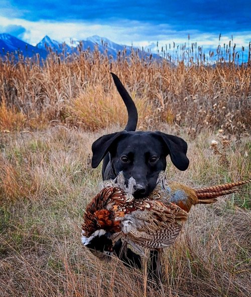BirdieOct29_2024_rooster.jpg BirdieOct29_2024_rooster.jpg